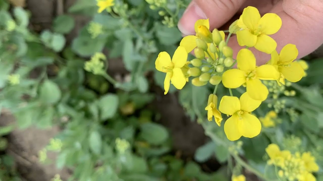 Campo de canola en floración con flores amarillas