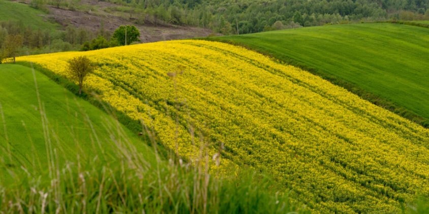Canola en rotación con cereales