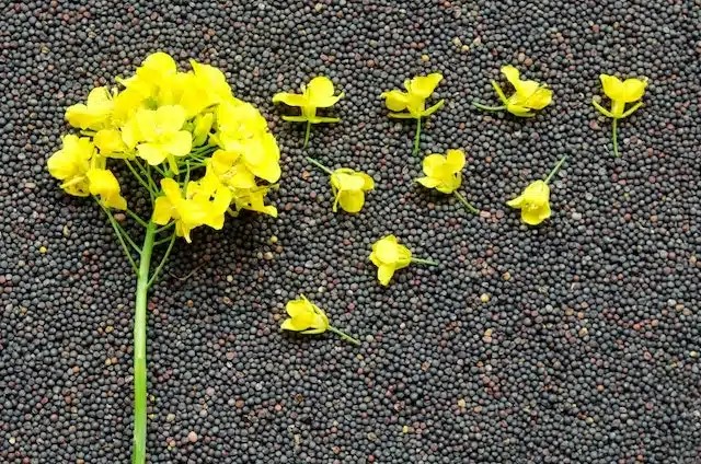 Semillas de canola junto a una prensa de aceite